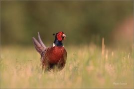 <p>BAŽANT OBECNÝ (Phasianus colchicus) - jižní Morava ---- /Common peansant - Fasan/</p>